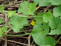 Cucumis melo