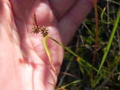 Carex viridula