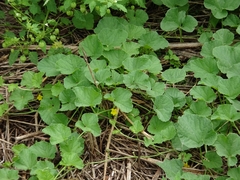 Cucumis melo