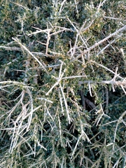 Melicytus