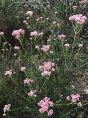 Ozothamnus diosmifolius