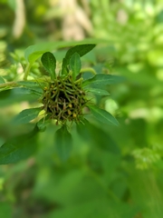 Bidens frondosa