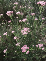 Ozothamnus diosmifolius