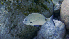 Diplodus sargus