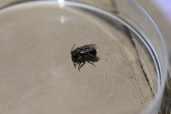 Osmia