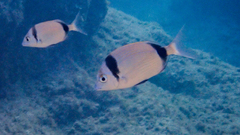 Diplodus vulgaris