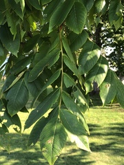 Juglans cinerea