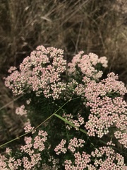 Ozothamnus diosmifolius