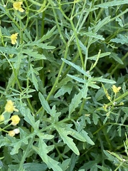 Rorippa sylvestris
