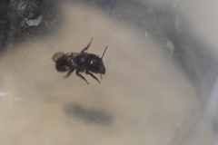 Osmia