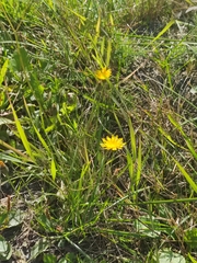 Scorzoneroides autumnalis