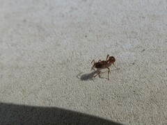 Myrmica ruginodis