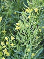 Rorippa sylvestris