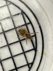 Clubionidae