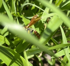 Polistes crinitus