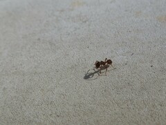 Myrmica ruginodis