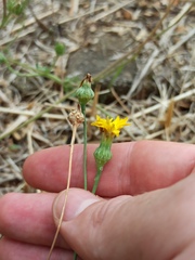 Reichardia picroides