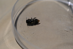 Osmia