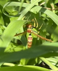 Polistes crinitus