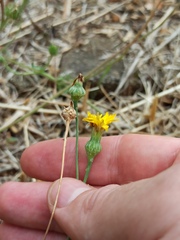 Reichardia picroides