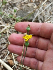 Reichardia picroides