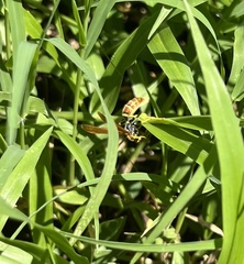 Polistes crinitus