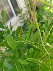 Uresiphita reversalis