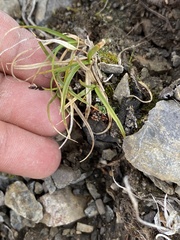 Carex rupestris