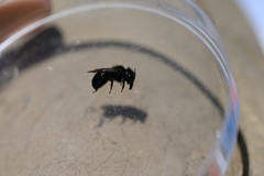 Osmia