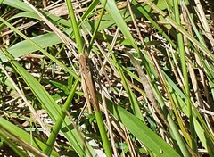 Chorthippus brunneus