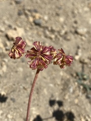 Eriogonum