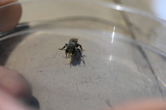 Osmia