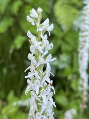 Platanthera dilatata leucostachys