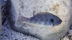 Sparisoma cretense