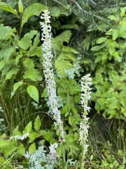 Platanthera dilatata leucostachys