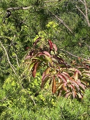 Oxydendrum