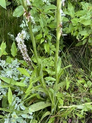 Platanthera dilatata leucostachys