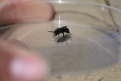 Osmia