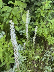 Platanthera dilatata leucostachys