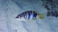 Serranus scriba