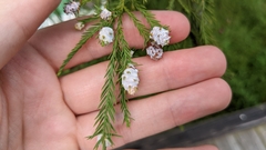 Taxodiomyia cupressiananassa