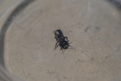 Osmia