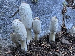 Coprinus