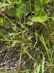 Scorzoneroides autumnalis