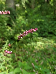 Persicaria longiseta