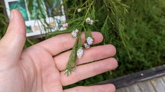 Taxodiomyia cupressiananassa