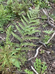 Athyrium