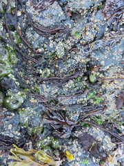 Nemalion elminthoides