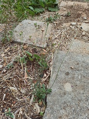 Reichardia picroides