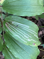 Liriomyza smilacinae